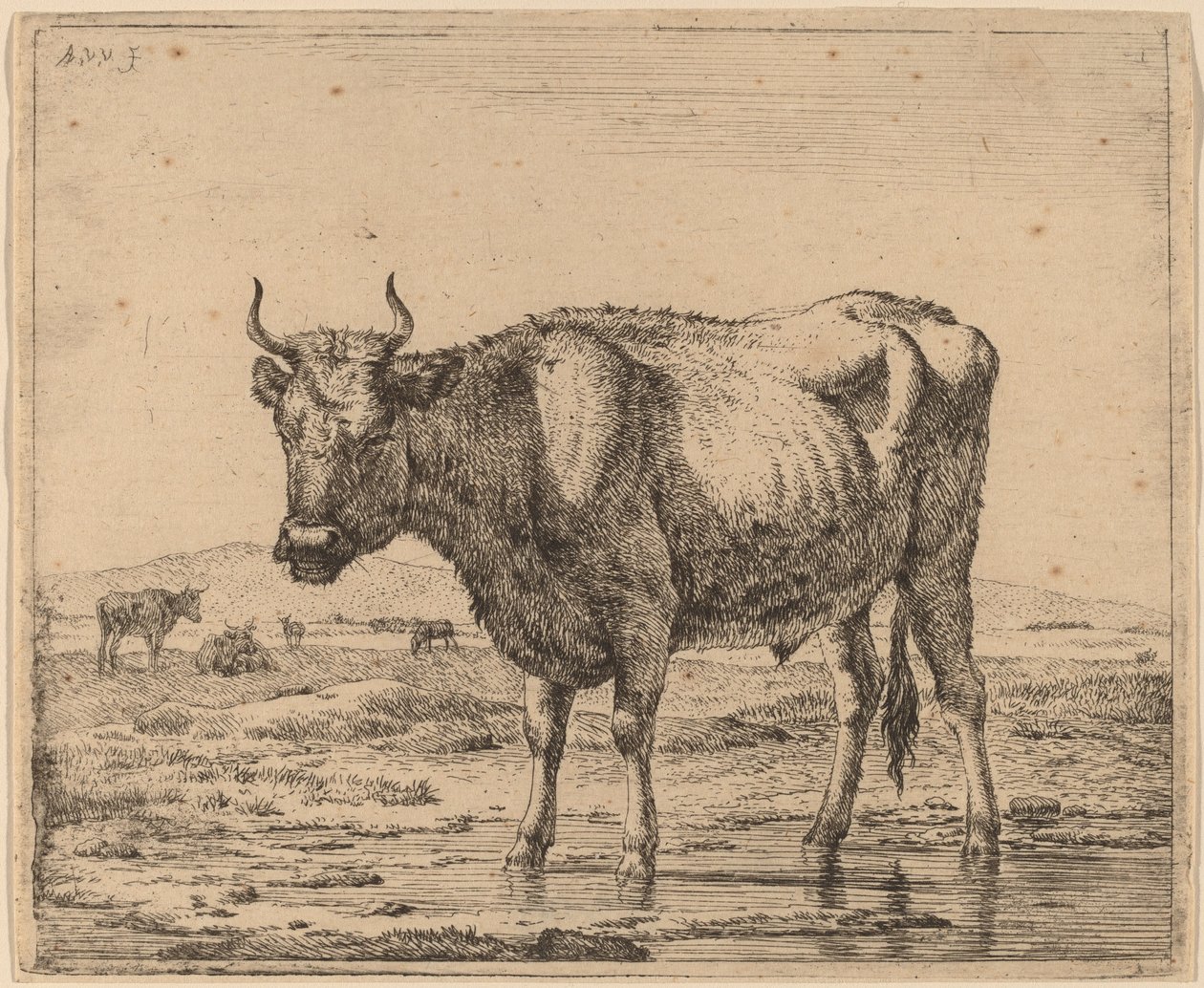 Stier im Wasser stehend von Adriaen van de Velde