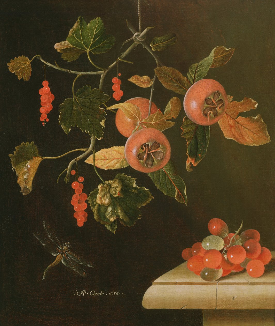 Stillleben mit Mispeln, Johannisbeeren, Trauben und einer Libelle, 1686 von Adrian Coorte