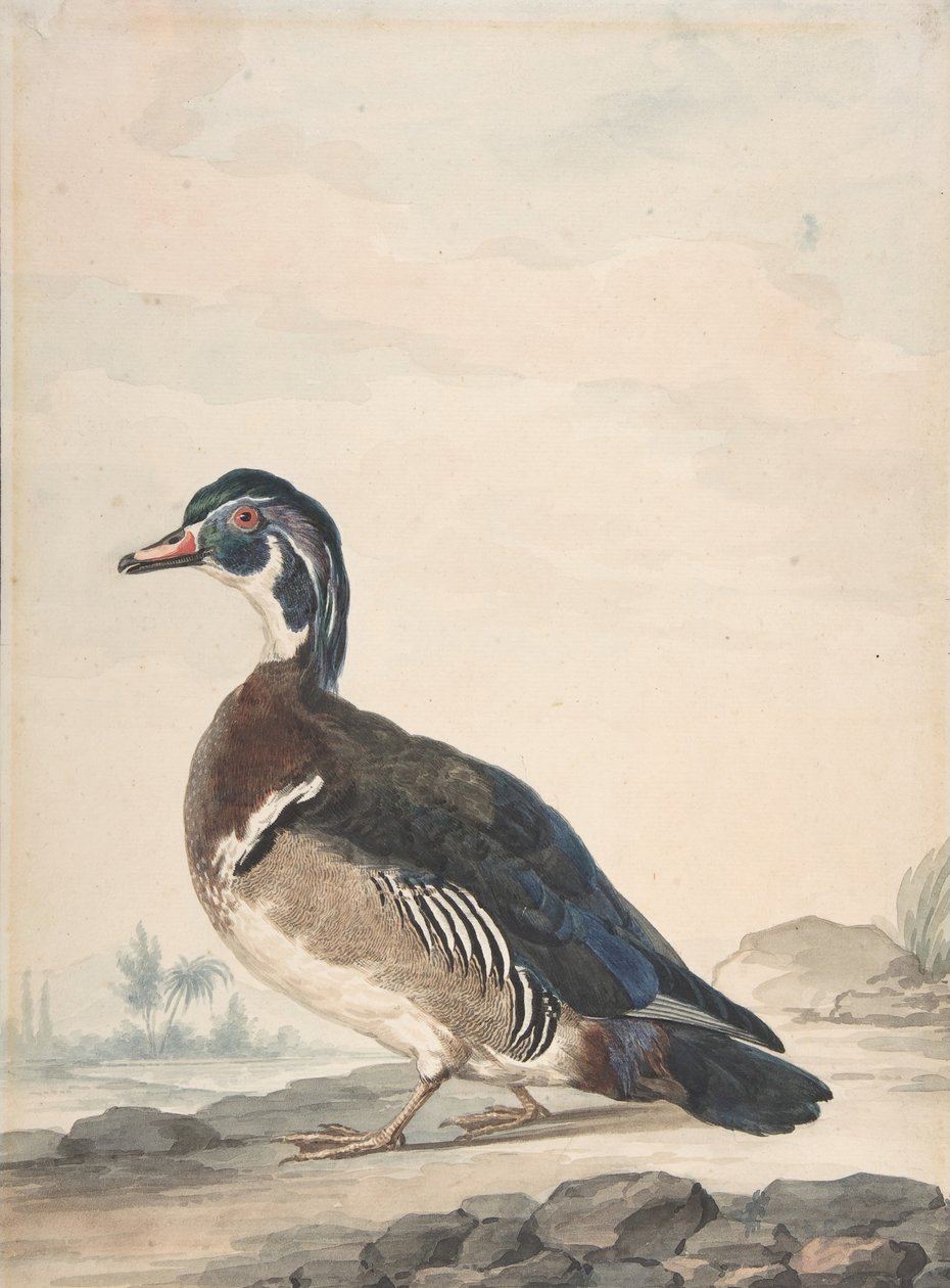 Eine Ente, 1725-92 von Aert Schouman