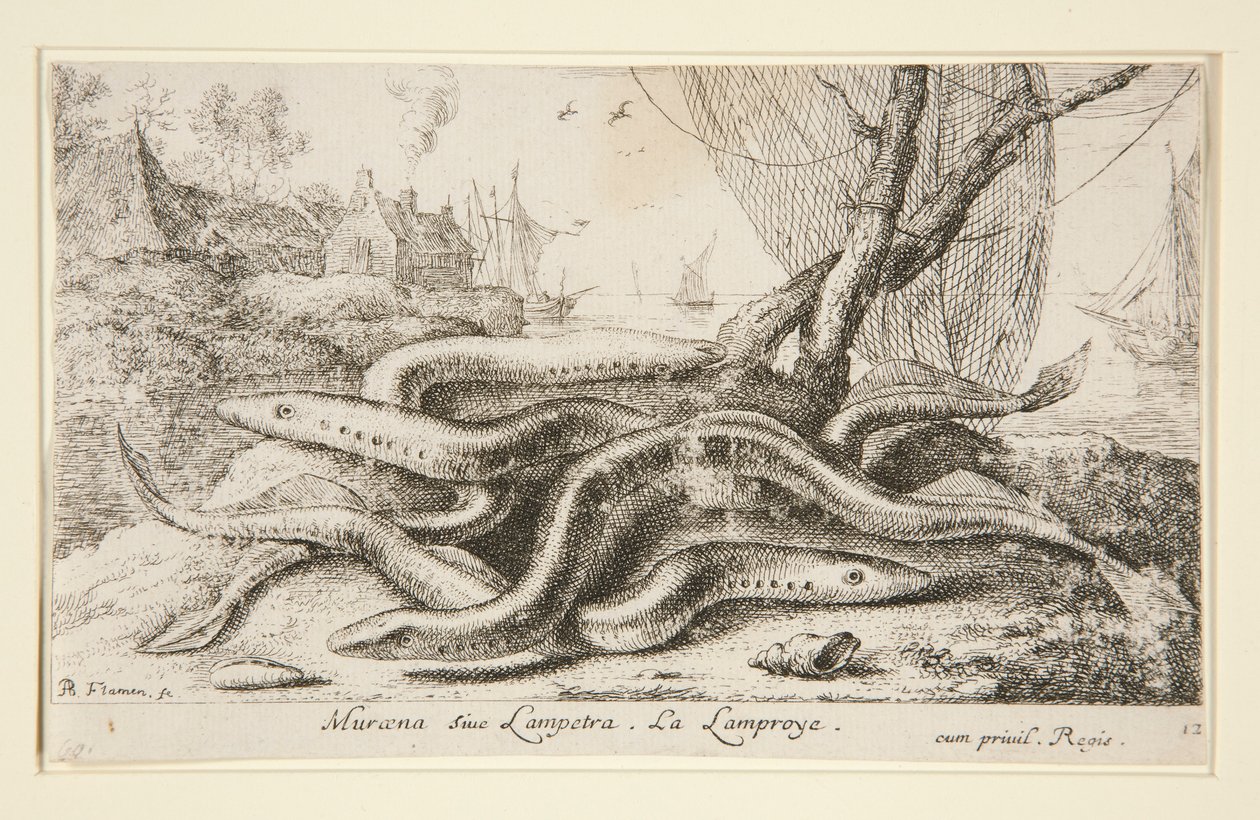 Muraena oder Lampetra. Die Neunaugen von Albert Flamen