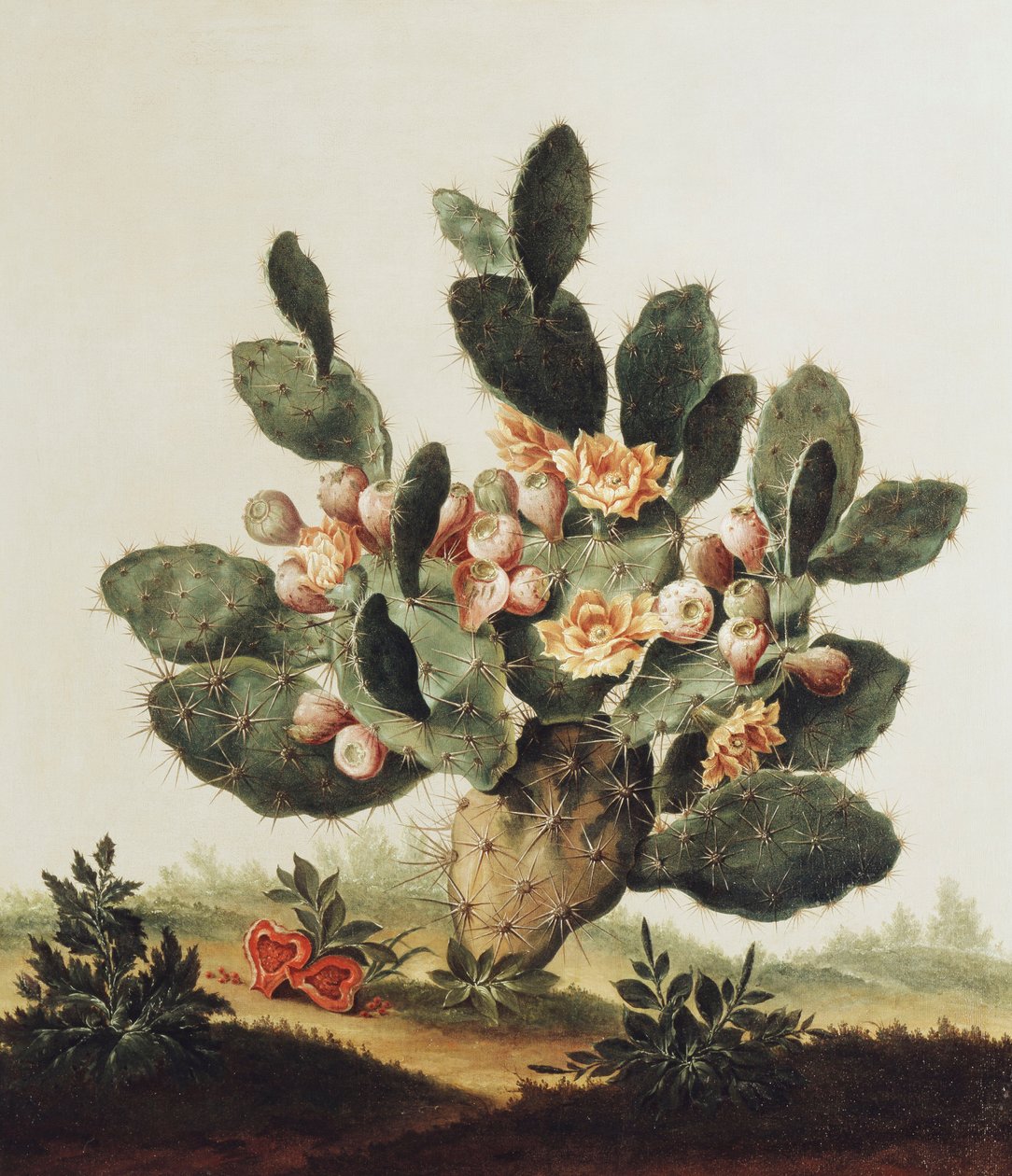 Stillleben eines Kaktus von Albert van der Eeckhout