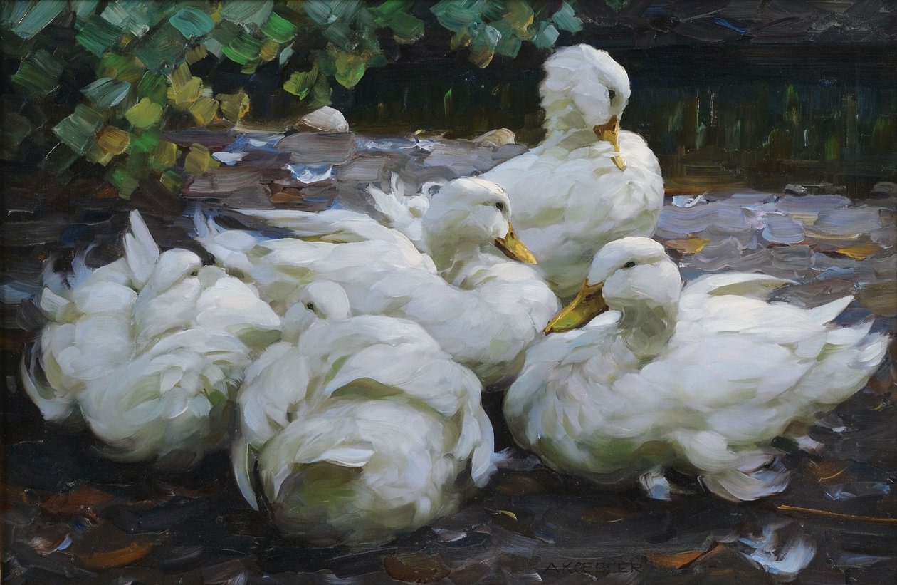 Fünf ruhende weiße Enten von Alexander Koester