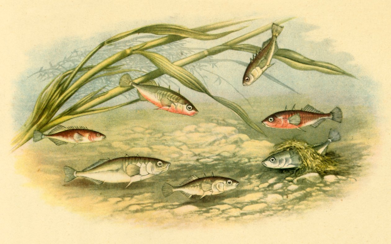 Stichlinge, 1879, 1943 von Alexander Francis Lydon