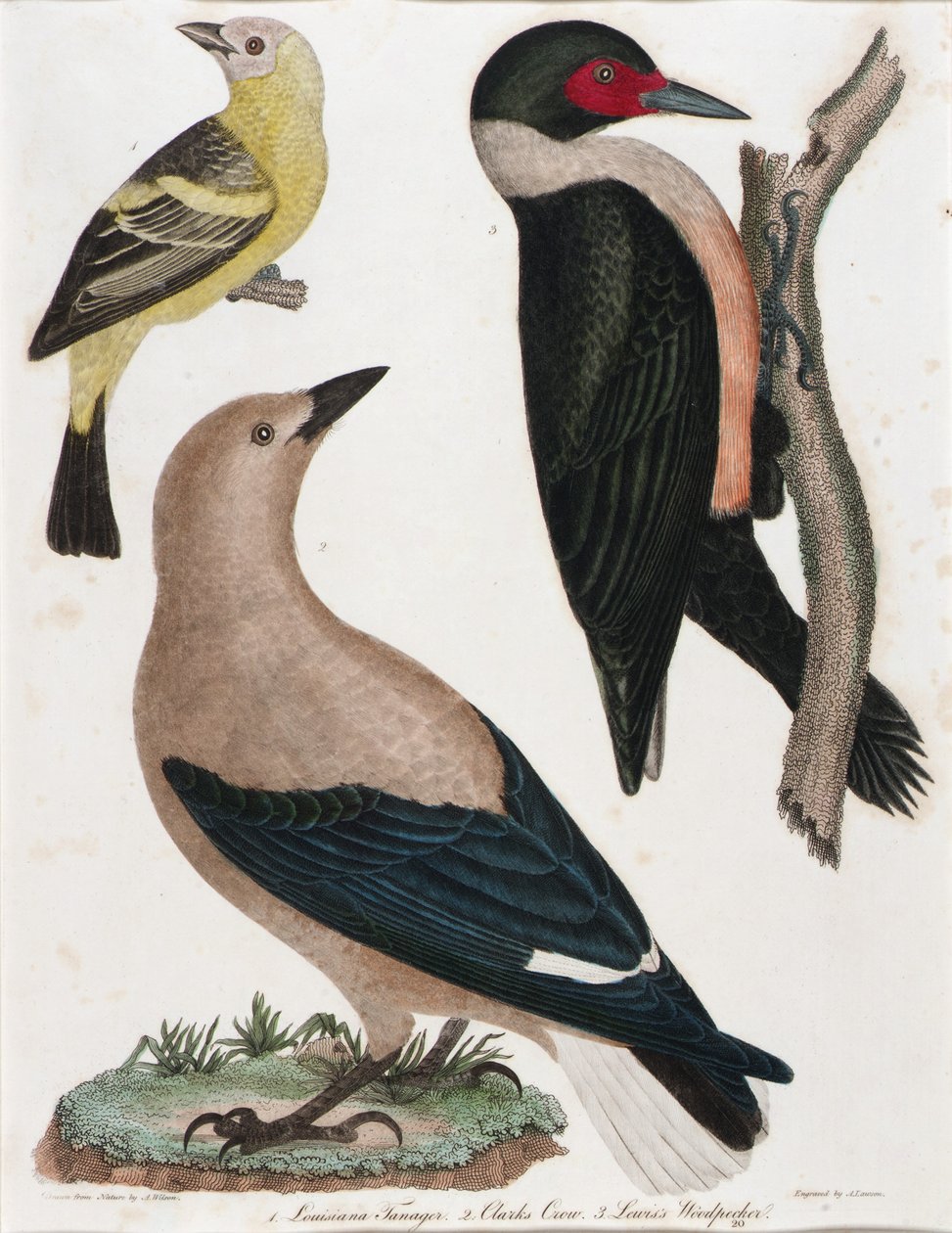 Louisiana-Tangare, Clarks Krähe, Lewis