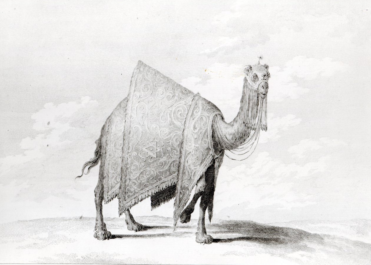 Kamel von Alexis Alexandre Perignon
