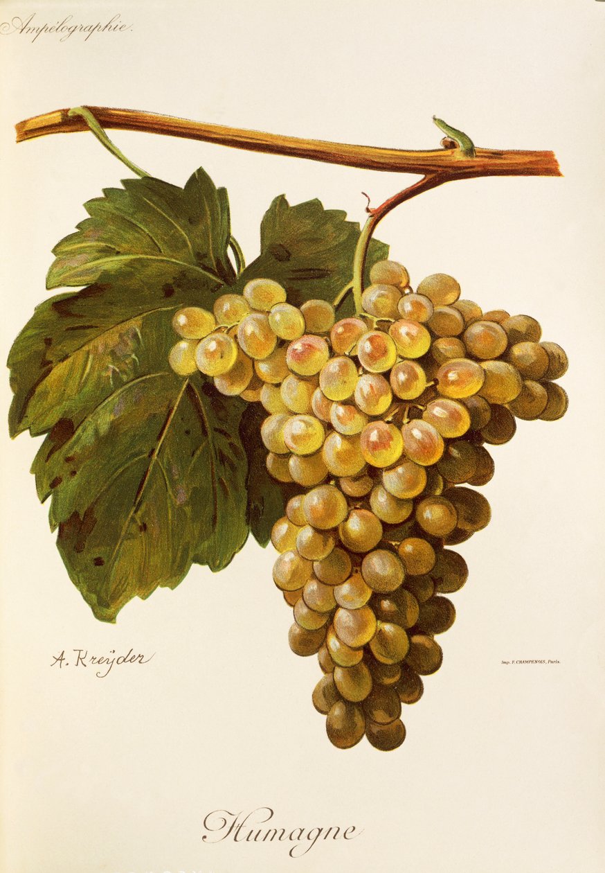 Humage Traube von Alexis Kreyder