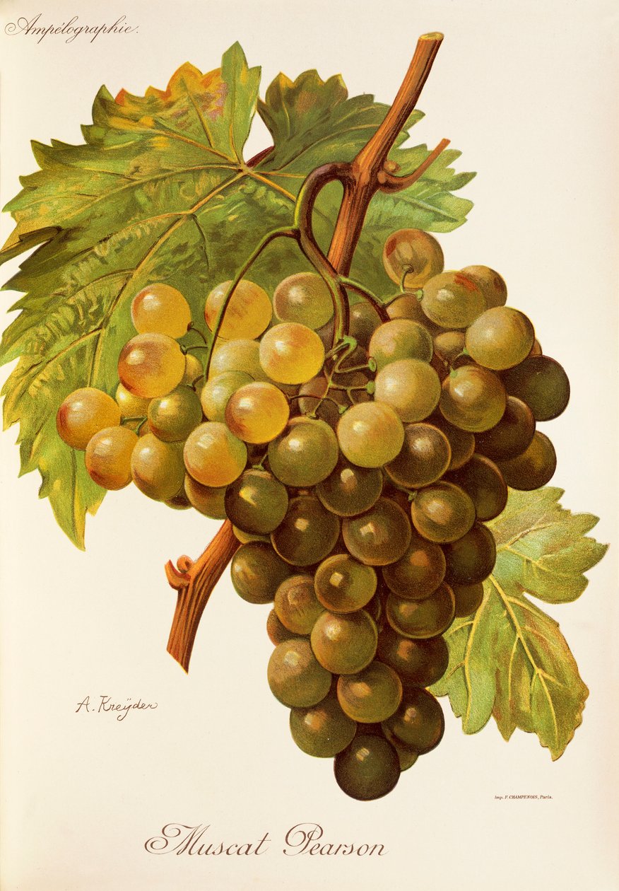 Muscat Pearson-Traube von Alexis Kreyder