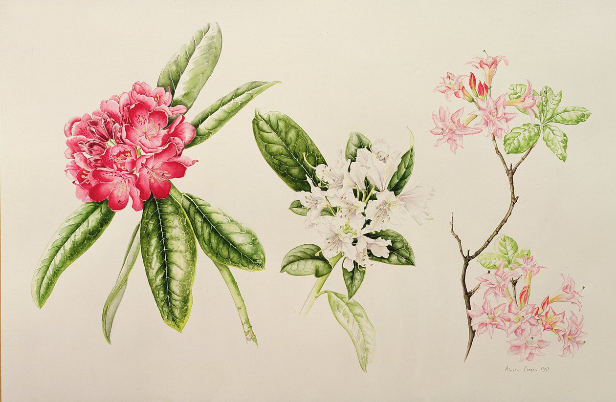 Rhododendron, 1998 von Alison Cooper
