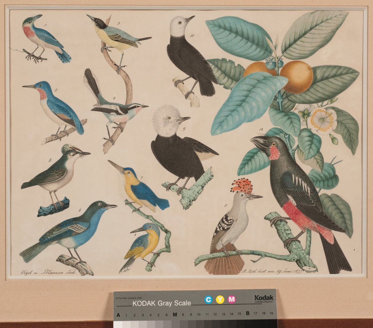 Kolibris mit einem Guava-Apfel-Zweig von Aloys Zötl