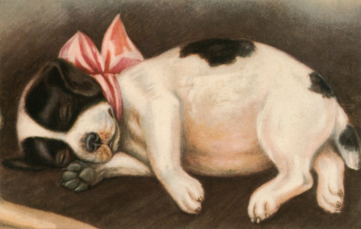 Schlafender Zeigerwelpe mit rosa Schleife von American School