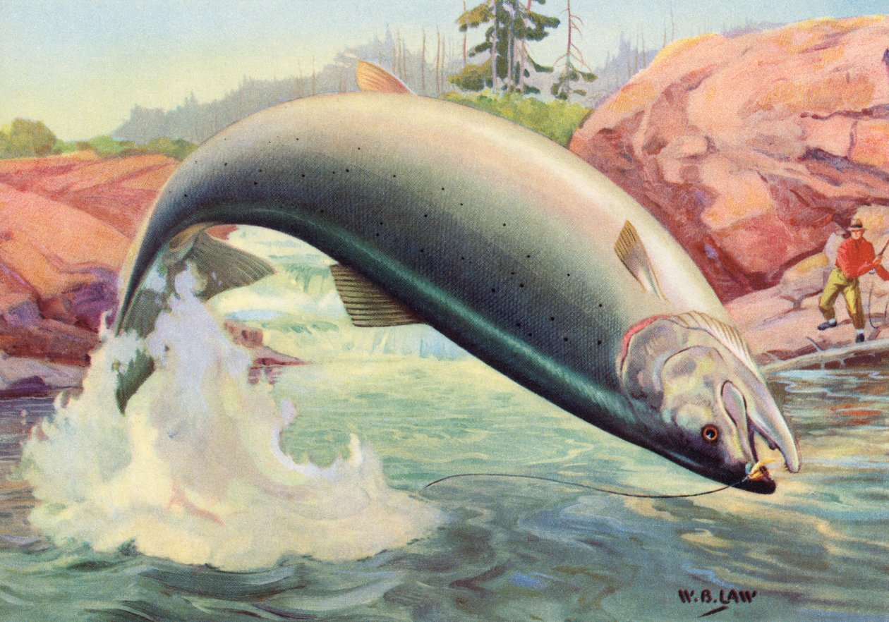 Sportfischen: Springender Atlantischer Lachs von American School