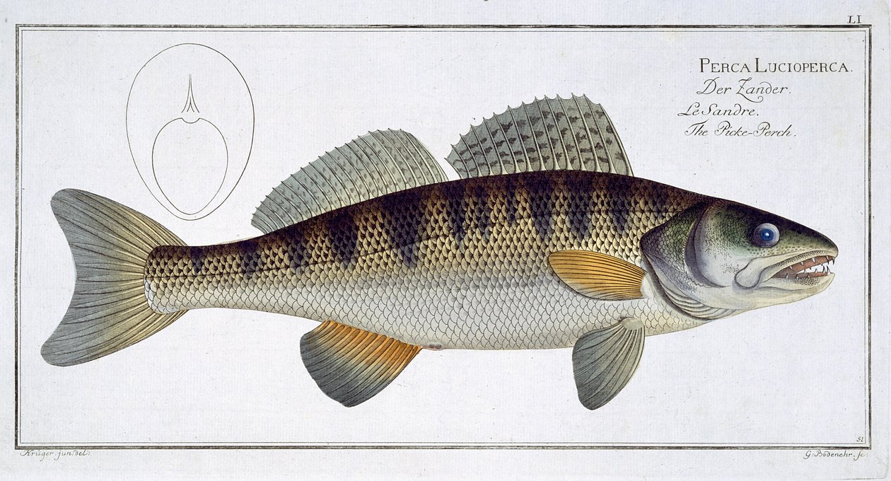 Zander (Perca lucioperca) Tafel LI aus 