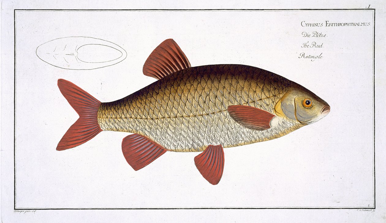 Roter Karpfen (Cyprinus Erithrophthalmus) Tafel I aus 