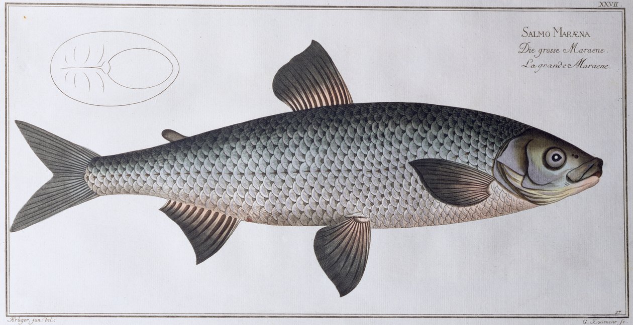 Lachs: veröffentlicht von Black, ca. 1790 von Andreas Ludwig Kruger