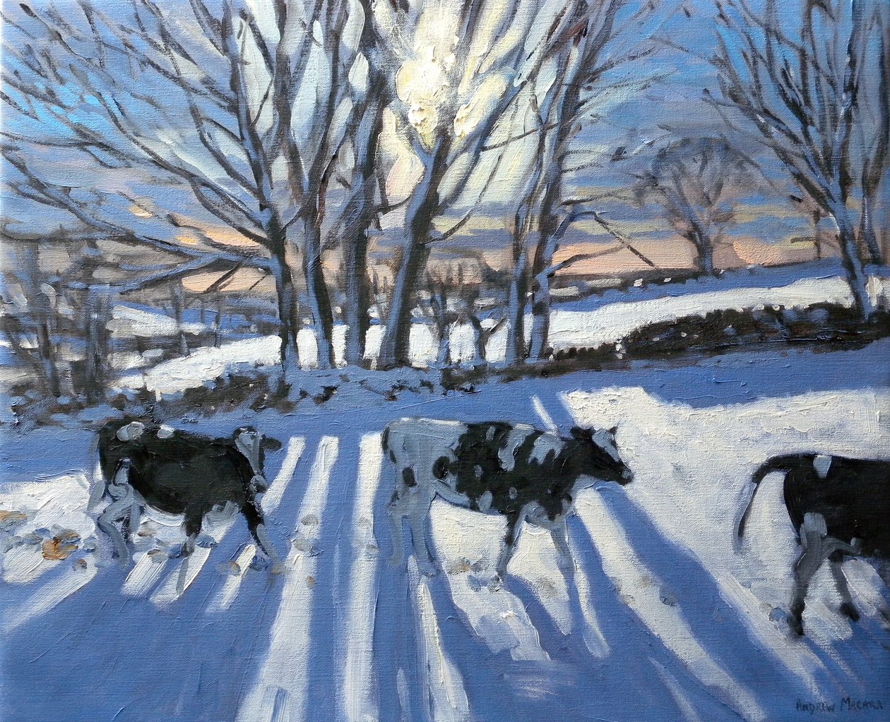 Friesische Kühe, 2009 von Andrew Macara