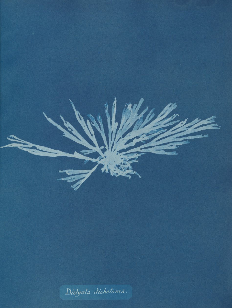 Dictyota dichotoma, ca. 1853 von Anna Atkins