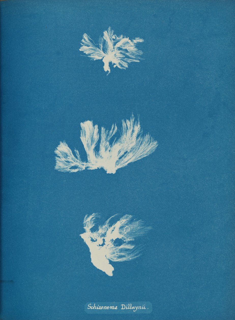 Schizonema Dillwynii, ca. 1853 von Anna Atkins