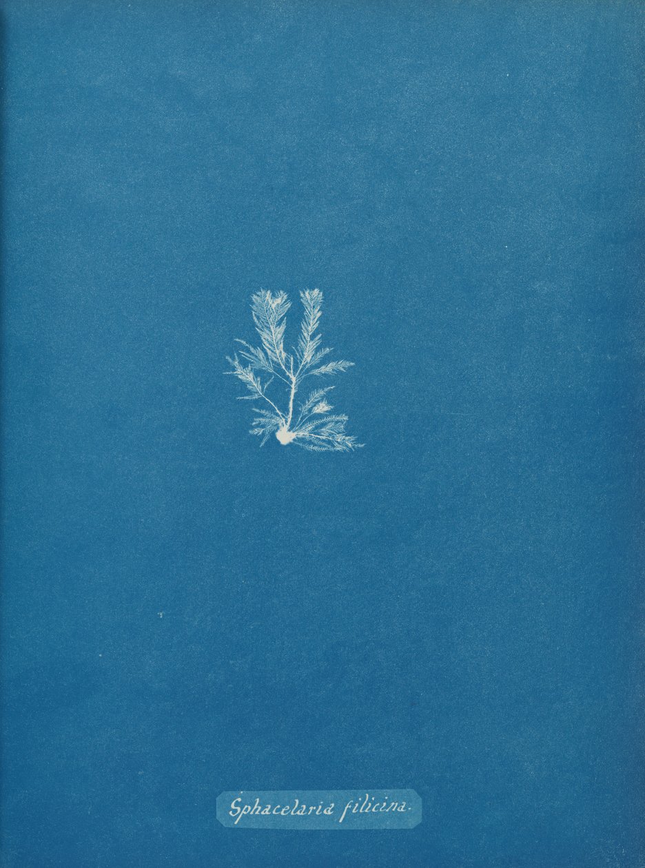 Sphacelaria filicina von Anna Atkins