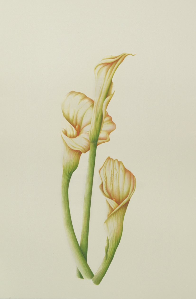 Aronstab, 2001 von Annabel Barrett