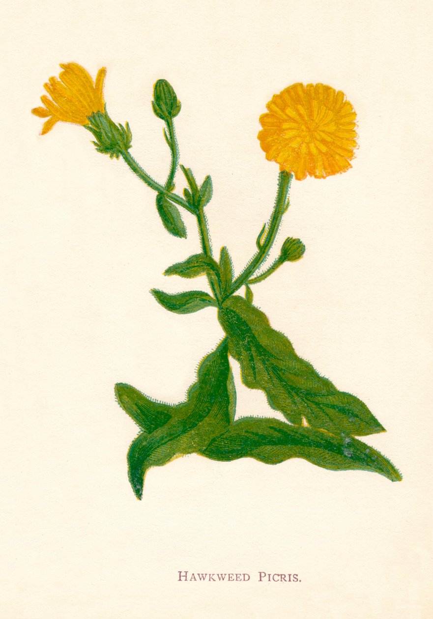 Habichtskraut Picris, ca. 1891 von Anne Pratt