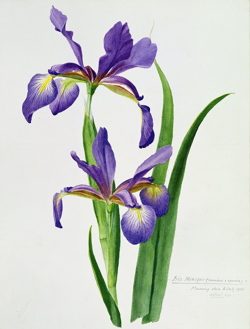 Iris monspur von Unbekannt Unbekannt