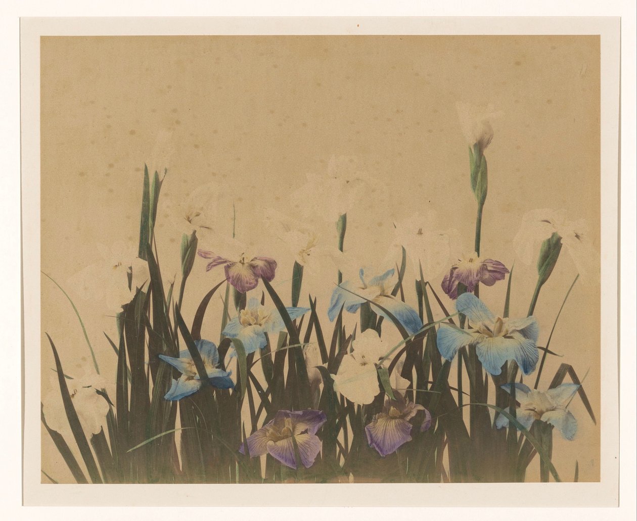 Blumenstillleben mit Iris von Anonymous
