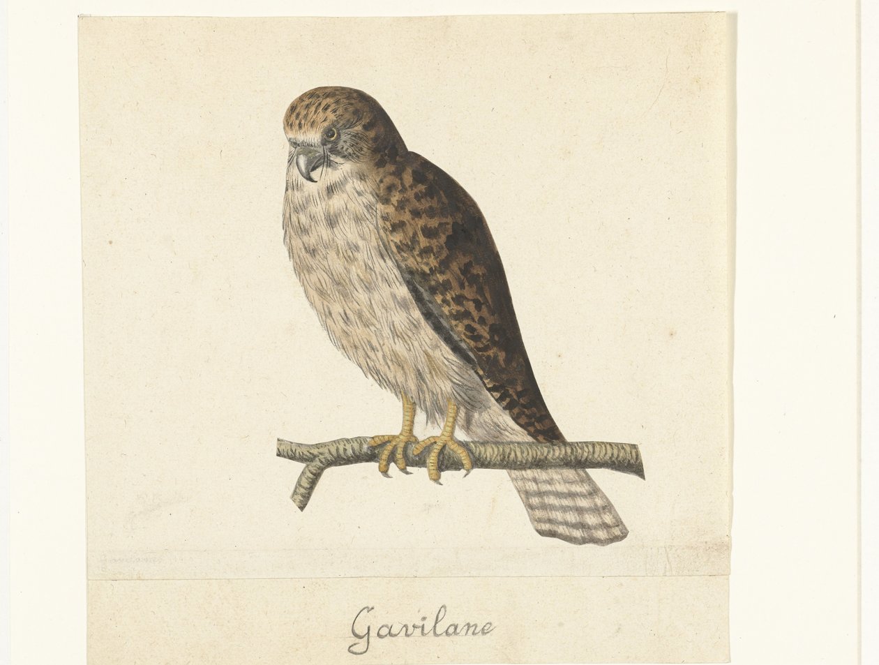 Turmfalke von Anonymous