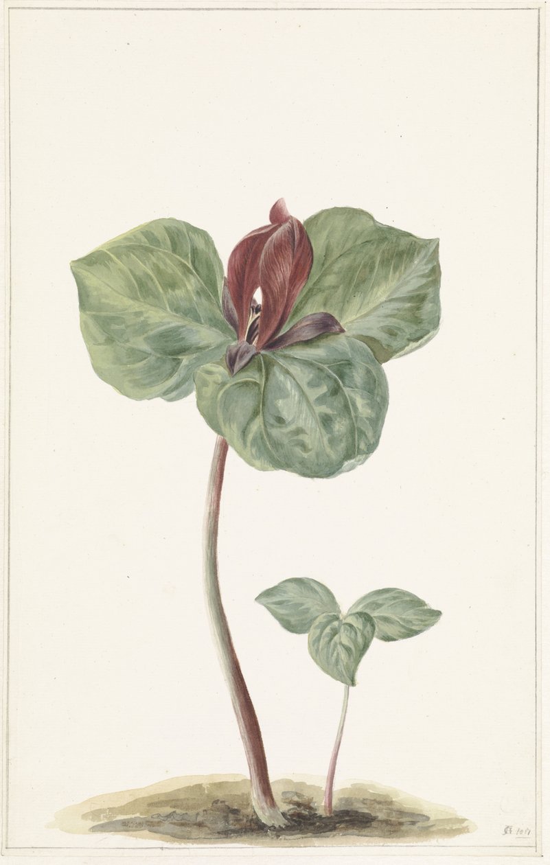 Trillium von Anonymous