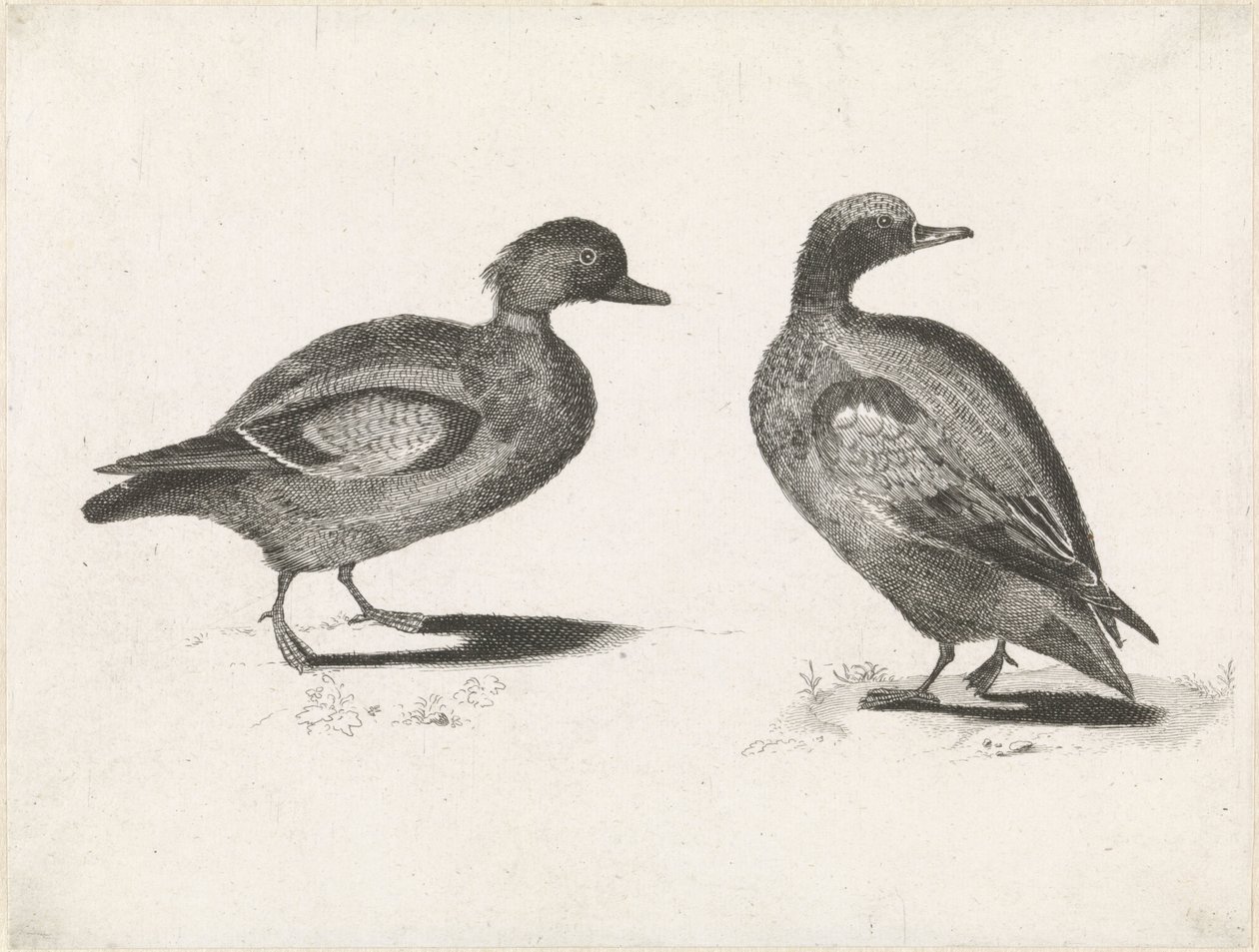 Zwei Enten von Anonymous