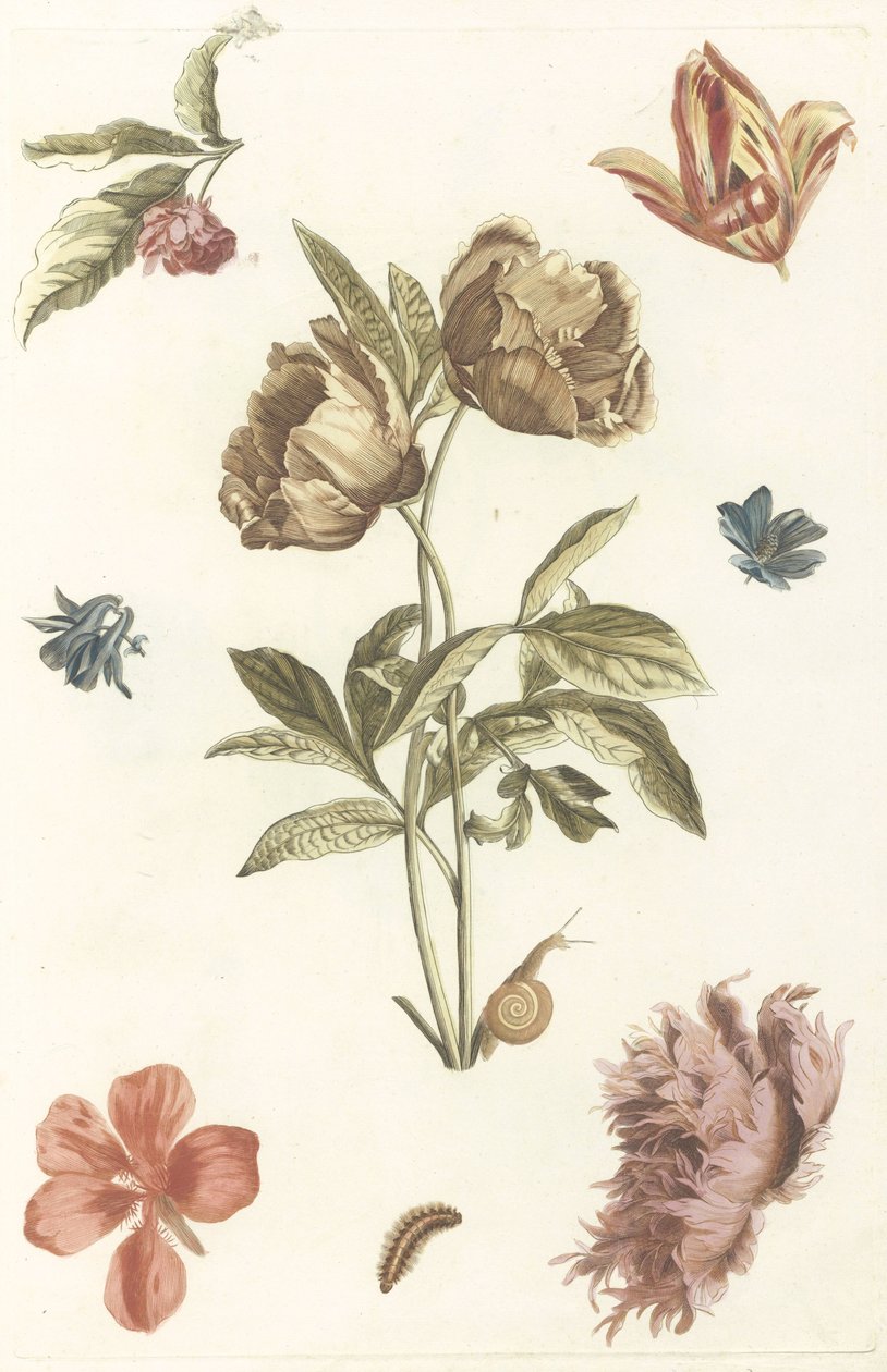 Verschiedene Blumen und eine Raupe von Anonymous