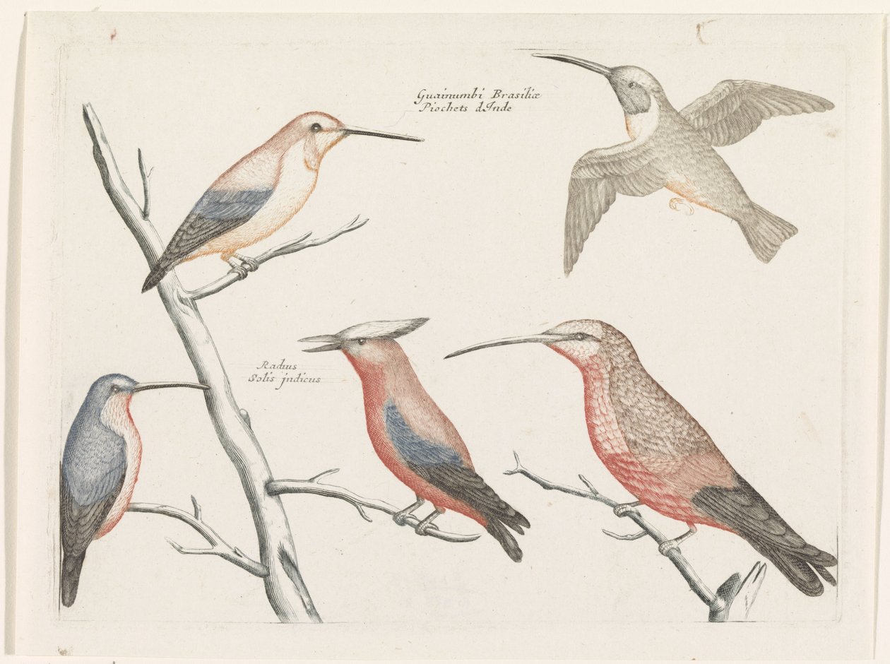 Fünf verschiedene Arten von Kolibris von Anonymous