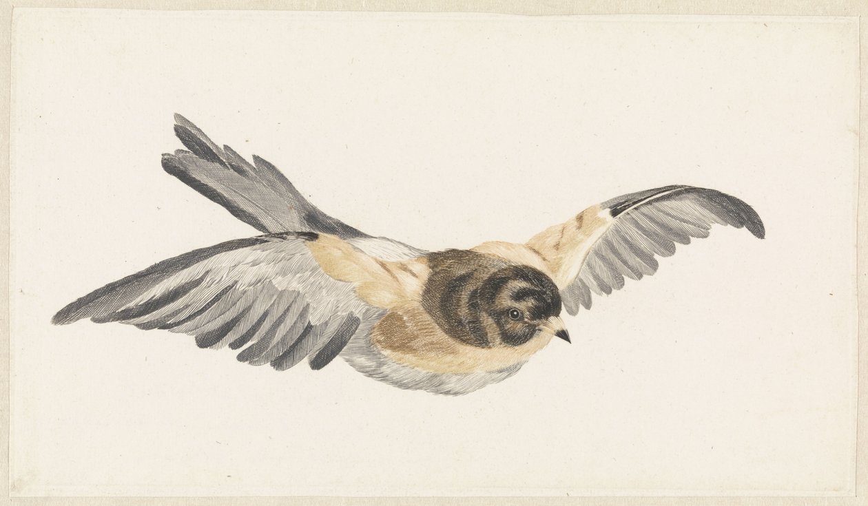 Bergfink (Fringilla montifringilla) von Anonymous