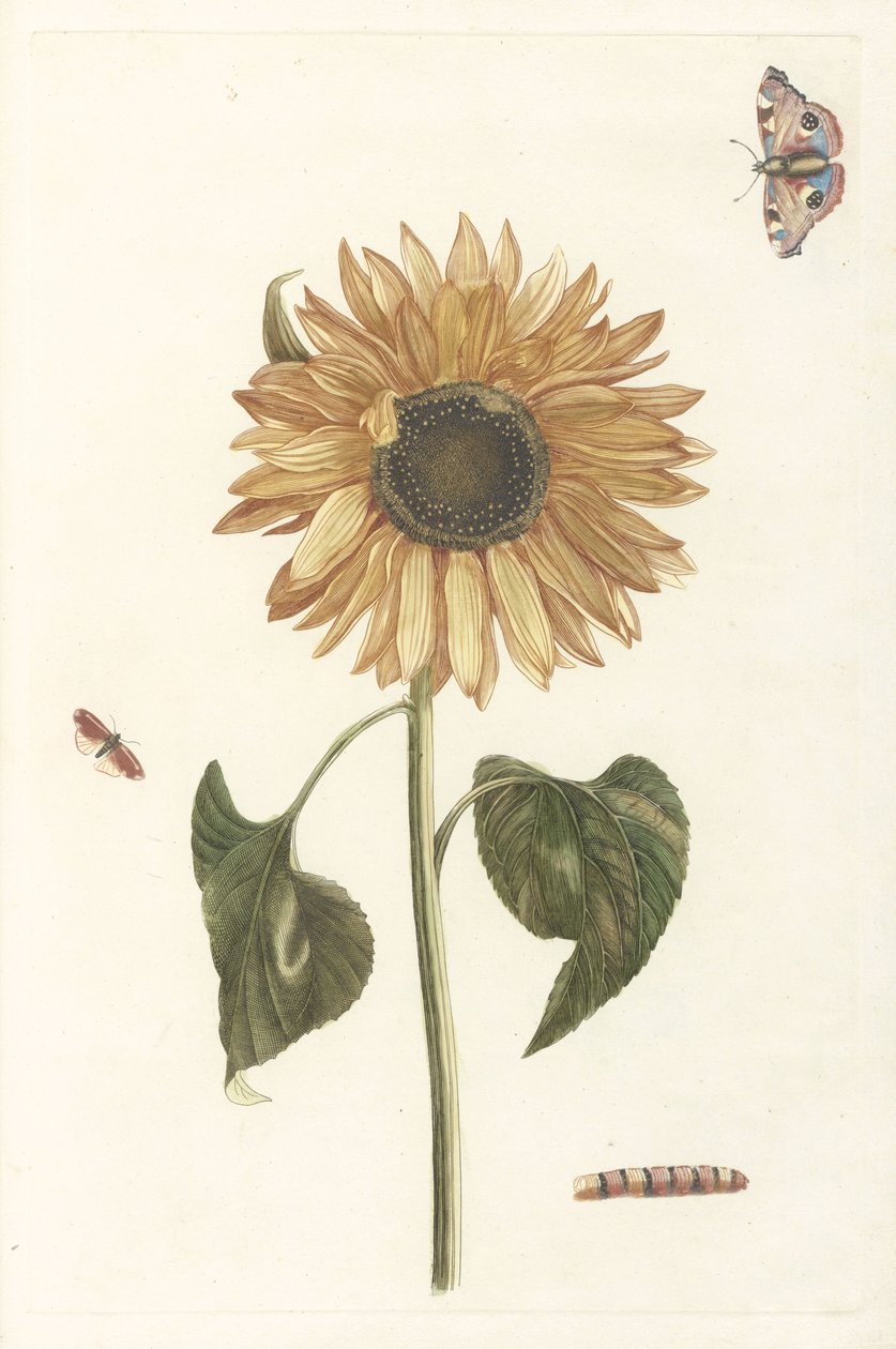 Sonnenblume, Raupe und zwei Schmetterlinge von Anonymous