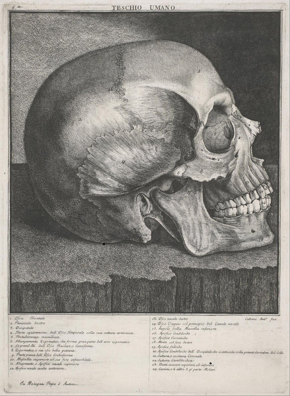 Menschlicher Schädel von Antonio Cattani