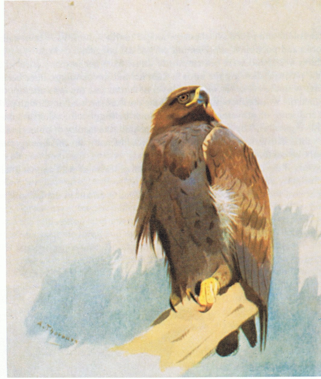Steinadler-Studien, veröffentlicht von Book Club Associates, 1972 von Archibald Thorburn