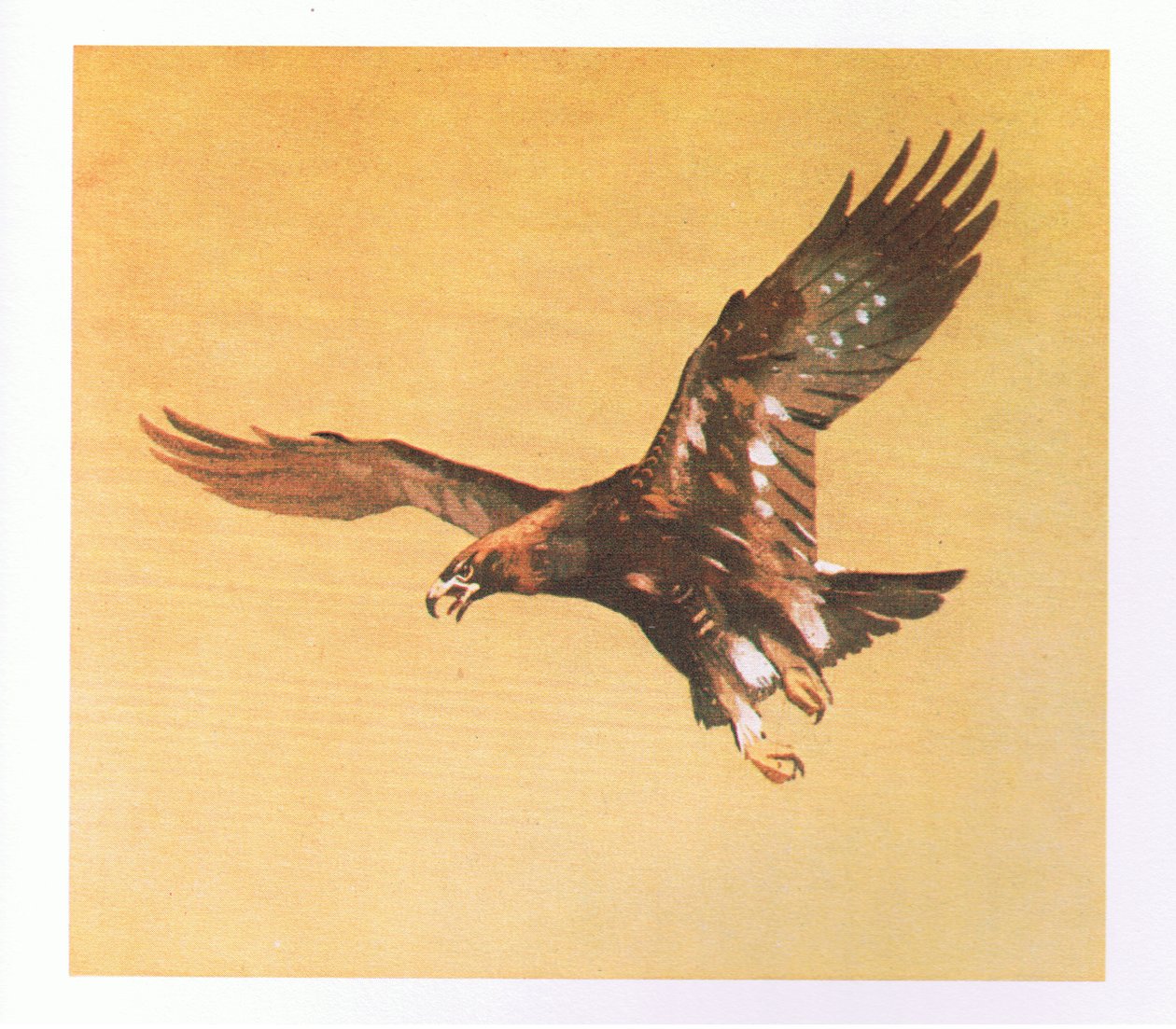 Studien des Steinadlers, veröffentlicht von Book Club Associates, 1972 von Archibald Thorburn