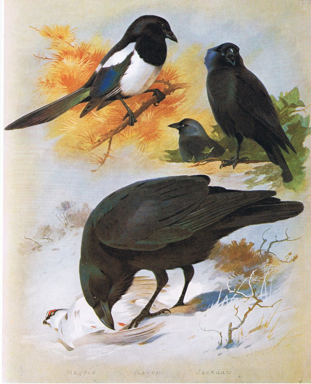 Elster, Rabe und Dohle, veröffentlicht von Book Club Associates, 1972 von Archibald Thorburn