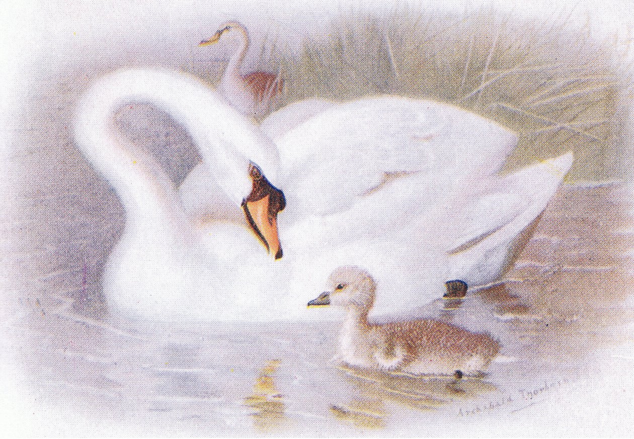 Höckerschwan von Archibald Thorburn