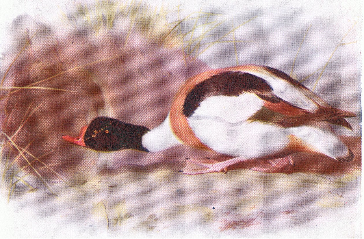 Brandgans von Archibald Thorburn