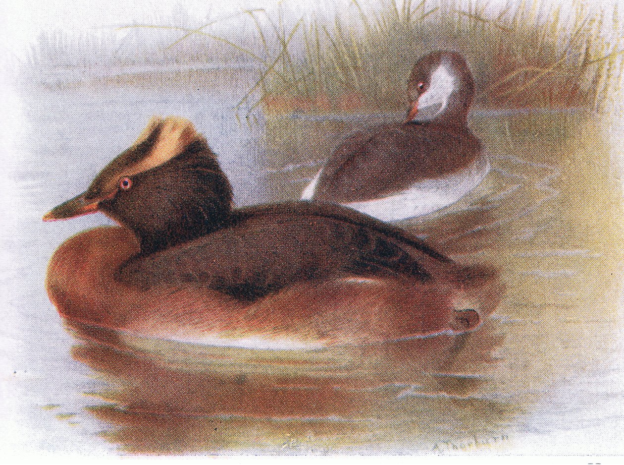 Slavion-Taucher von Archibald Thorburn