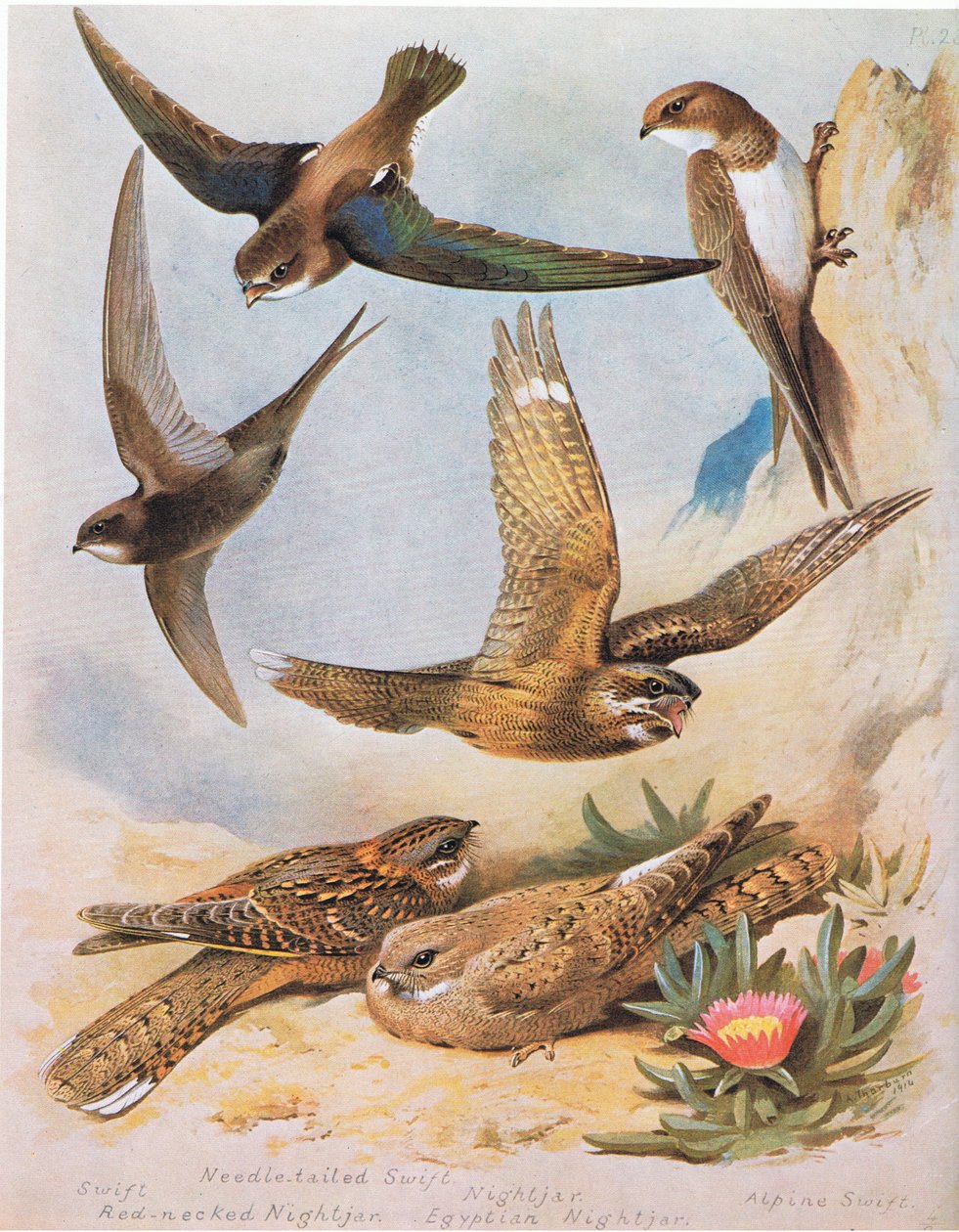 Mauersegler, Nadelbaumsegler, Rothals-Nachtschwalbe, Nachtschwalbe, Ägyptische Nachtschwalbe, Alpensegler, veröffentlicht von Book Club Associates, 1972 von Archibald Thorburn