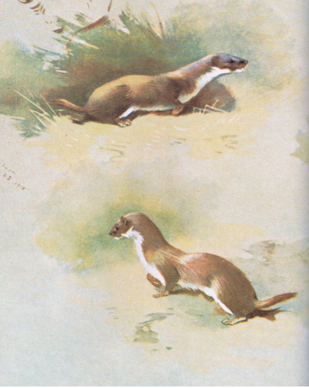 Wiesel, veröffentlicht von Book Club Associates, 1972 von Archibald Thorburn