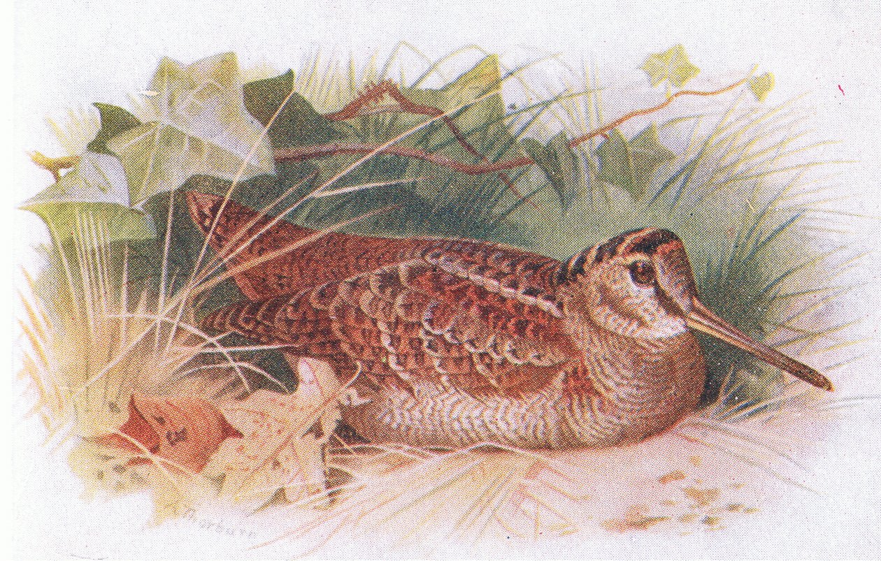 Waldschnepfe, aus Birds of the British Isles and Their Eggs veröffentlicht von Frederick Warne & Co Ltd, 1958 von Archibald Thorburn