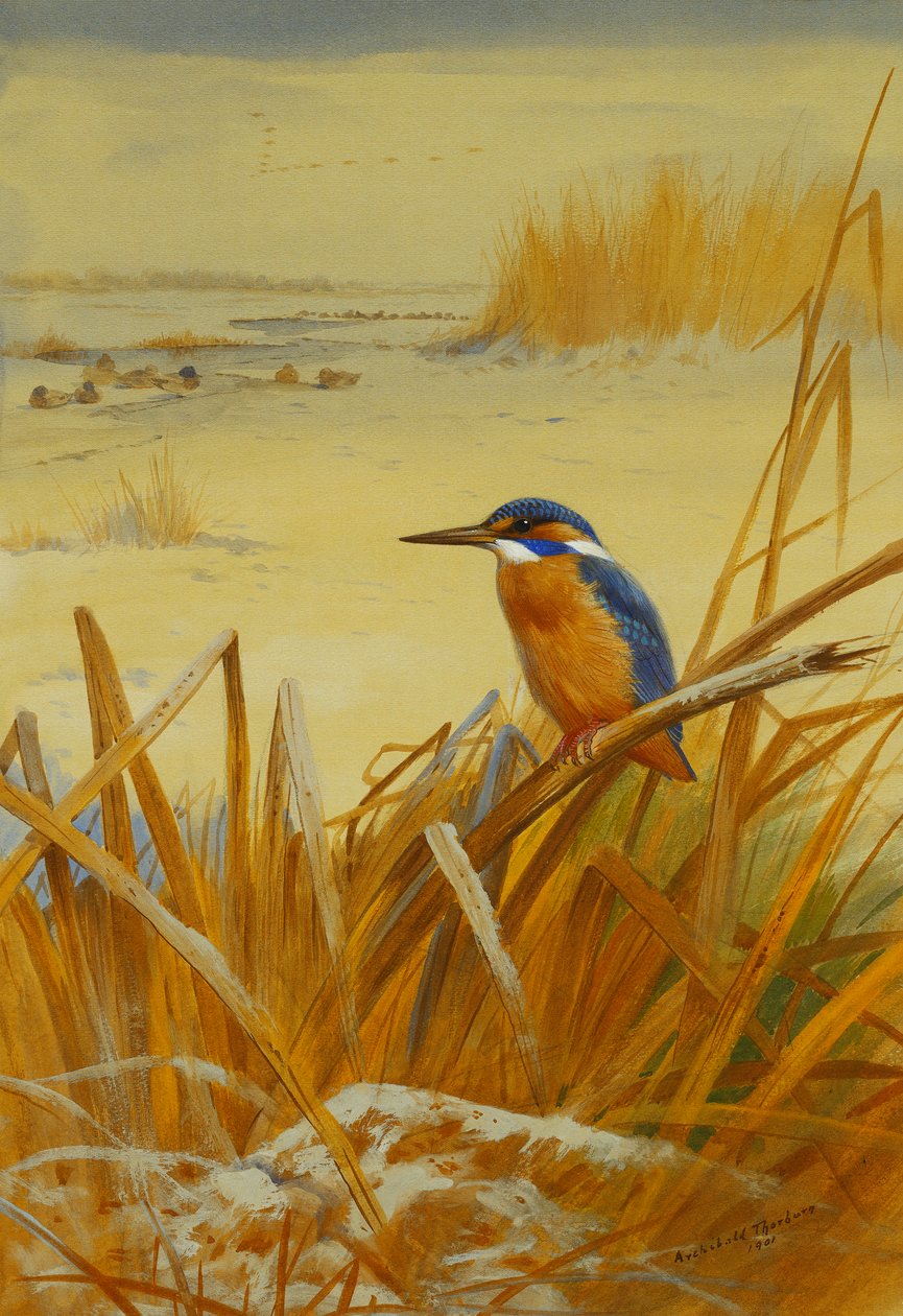 Ein Eisvogel zwischen Schilf im Winter von Archibald Thorburn