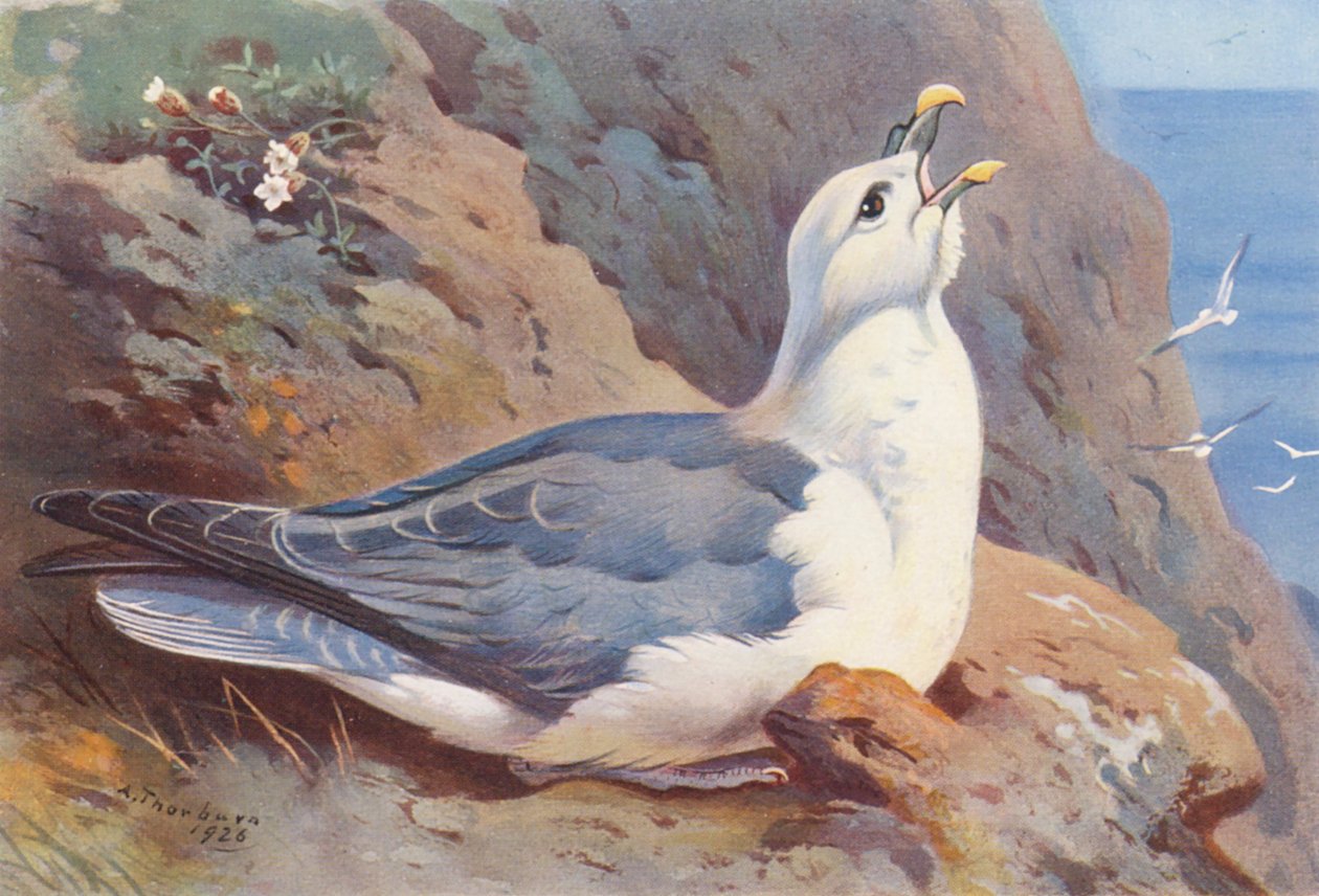 Sturmtaucher von Archibald Thorburn