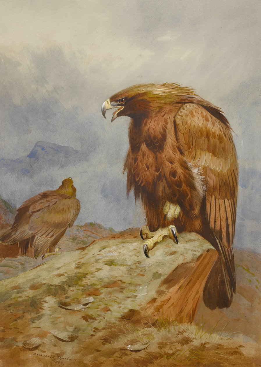 Paar von Steinadlern von Archibald Thorburn