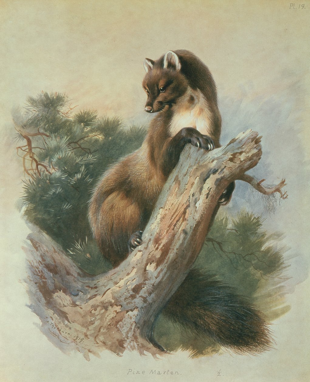 Baummarder von Archibald Thorburn