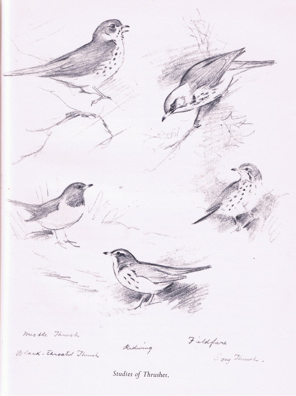 Studie von Drosseln von Archibald Thorburn