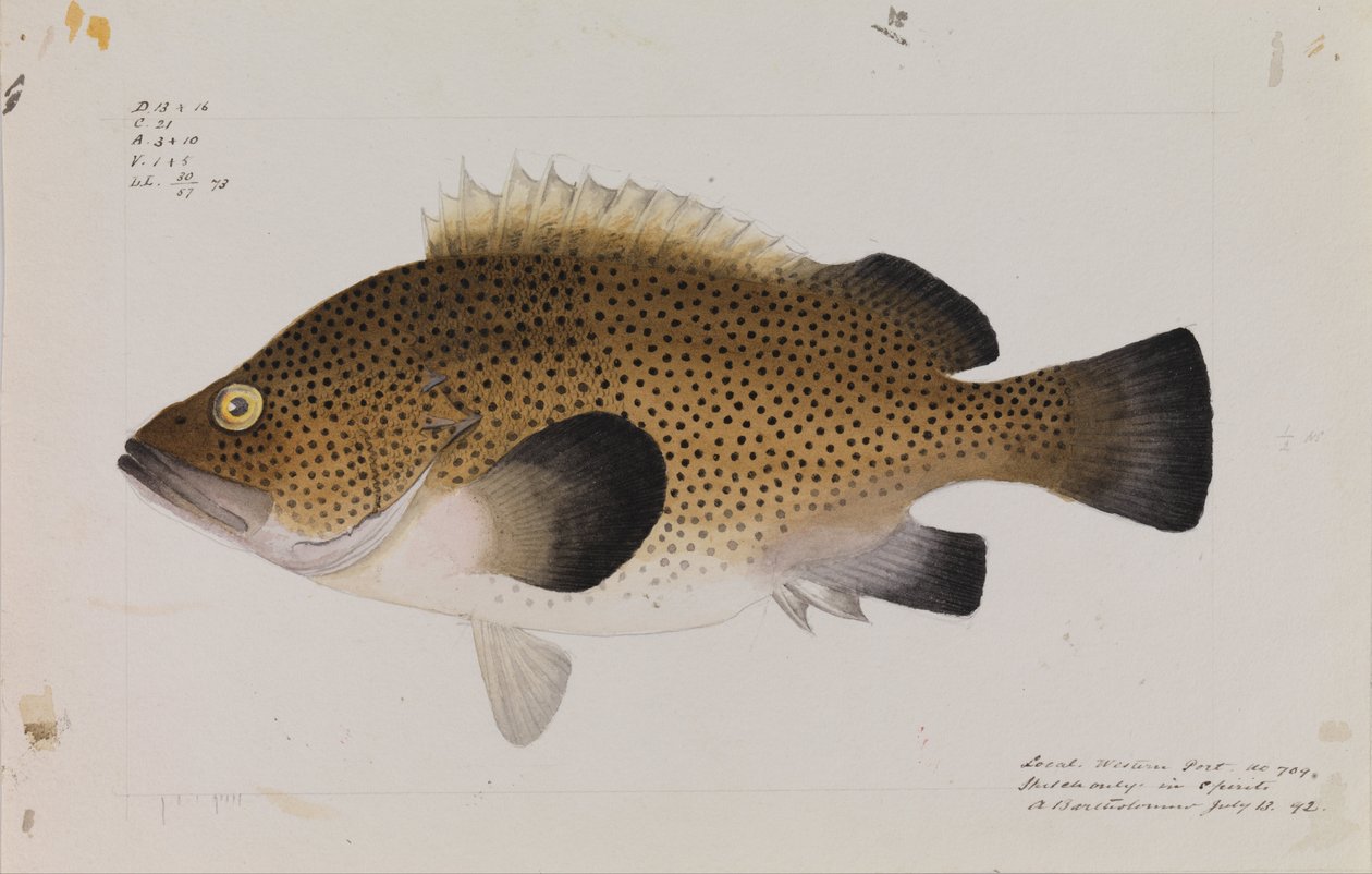 Östlicher Wirra, Acanthistius ocellatus von Arthur Bartholomew