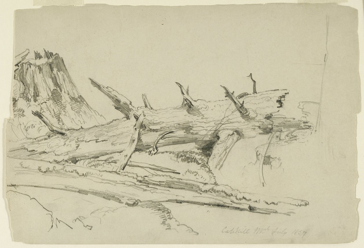 Studie eines umgestürzten Baumstamms, Catskill Mountains, New York, 1857 von Asher Brown Durand